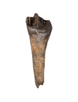 Rooted Leptoceratops Tooth