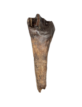 Rooted Leptoceratops Tooth