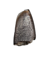 Apatosaurus/Brontosaurus Tooth