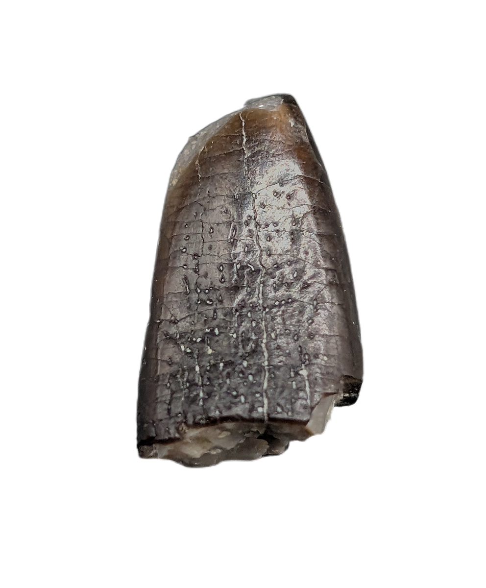 Apatosaurus/Brontosaurus Tooth| The Daily Rex
