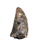 Nanotyrannus Tooth