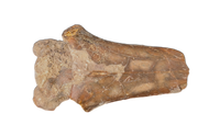 Azhdarcho (Pterosaur) Cervical Vertebra