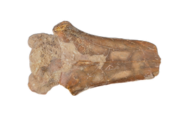 Azhdarcho (Pterosaur) Cervical Vertebra