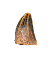 Unknown Theropod Tooth, Bissekty Formation, Uzbekistan
