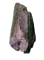 Tyrannosaur Tooth, Two Medicine Formation