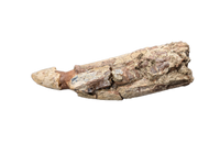 Large Tyrannosaur Tooth, Judith River Formation