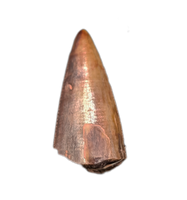 Postosuchus (Rauisuchid) Tooth, Bull Canyon Formation