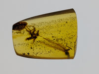 Amber with Dinosaur Feathers from Burma. Middle Cretaceous, 99 Million Years Old