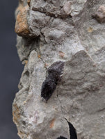 Rooted Stegosaur (Adratiklit?) Tooth, El Mers Formation