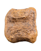 Edmontosaurus Vertebra