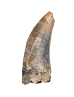 Eococharia Tooth, Elrhaz Formation
