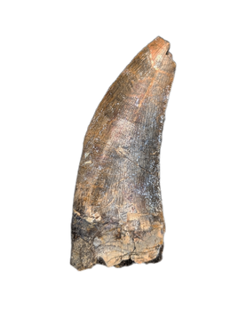 Eococharia Tooth, Elrhaz Formation