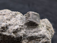 Dinosaur Vertebrae, Morrison Formation