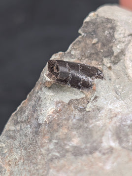 Theropod Dinosaur Tooth, El Mers Formation