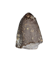 Diplodocidae Tooth Tip from the Mid Jurassic, Madagascar