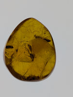 Insects in Amber from the Dominican Republic, 25 Million Years Old