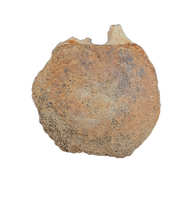 Edmontosaurus Tail Vertebra