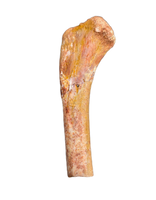 Theropod Femur, Kem Kem