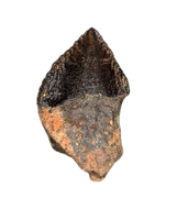 Weird Ceratopsian Tooth, Hell Creek Formation