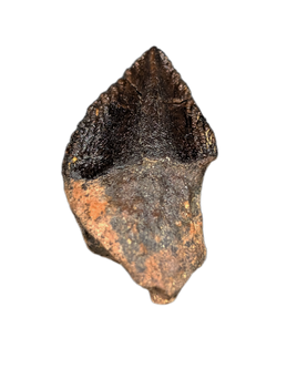 Weird Ceratopsian Tooth, Hell Creek Formation