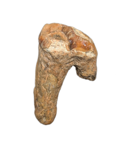 Cave Bear Tooth