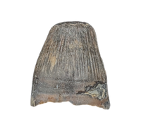 Deinosuchus (Crocodile) Tooth from Texas