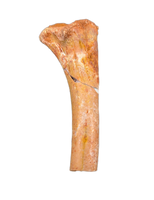 Theropod Femur, Kem Kem