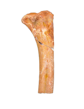 Theropod Femur, Kem Kem