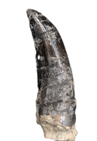 Large Torvosaur Tooth, El Mers Formation