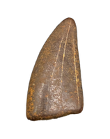 Raptor (Dromaeosaur) Itemirus? Tooth, Bissekty Formation, Uzbekistan