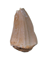 Gavialimimus Tooth, Morocco (Mosasaur)
