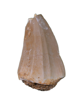 Gavialimimus Tooth, Morocco (Mosasaur)