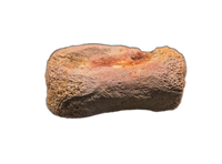 Theropod (Spinosaurus?) Tail Vertebra, Kem Kem