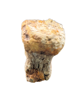 Edmontosaurus Tail Vertebra