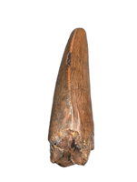 Tyrannosaurus Rex Tooth