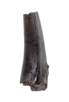 Tyrannosaur Tooth, Two Medicine Formation