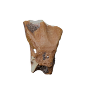 Ouranosaurus Tooth
