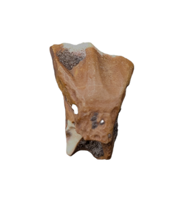 Ouranosaurus Tooth