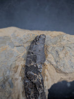 Rooted Allosaurus Tooth from the Morrison Formation