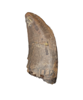 Tyrannosaurus Rex Tooth