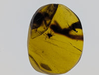 Amber with Spider from Burma. Middle Cretaceous, 99 Million Years Old