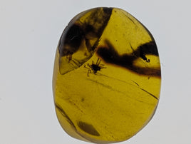 Amber with Spider from Burma. Middle Cretaceous, 99 Million Years Old