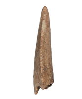 Majungasaurus Tooth