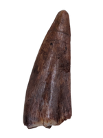 Ptychotherates (Herrerasaurid)Tooth