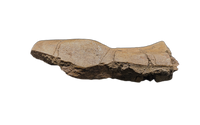 Triceratops Quadrajugal, Skull Bone