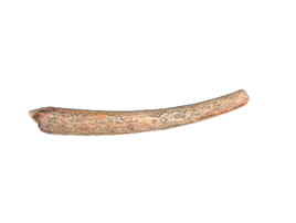 Huge Pterosaur (Ornithocheirid Tooth, Elrhaz Formation