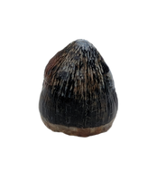Brachychampsa Tooth, Hell Creek