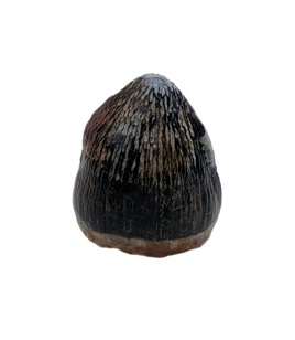 Brachychampsa Tooth, Hell Creek