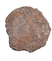 Spicomellus (Ankylosaur) Scute, El Mers Formation