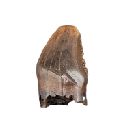 Serrated Pachycephalosaurus Pre-Max Tooth